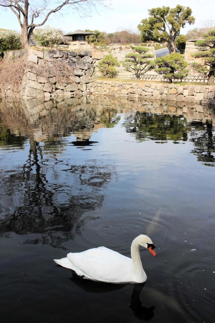明石公園の堀で優雅に泳ぐコブハクチョウのオス。最後の１羽になるかもしれない＝明石市明石公園