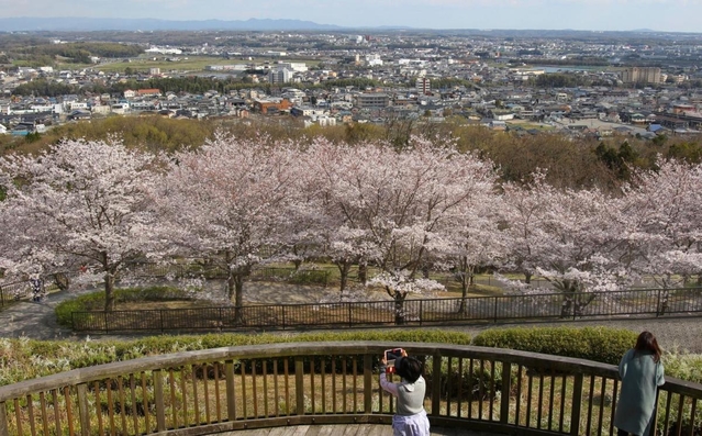 加東市街地を背景に咲き誇るソメイヨシノの並木＝加東市光明寺、県立播磨中央公園展望台