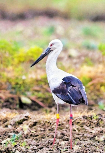 中国・浙江省で確認された鳥取市生まれのコウノトリ（阮善青さん提供）