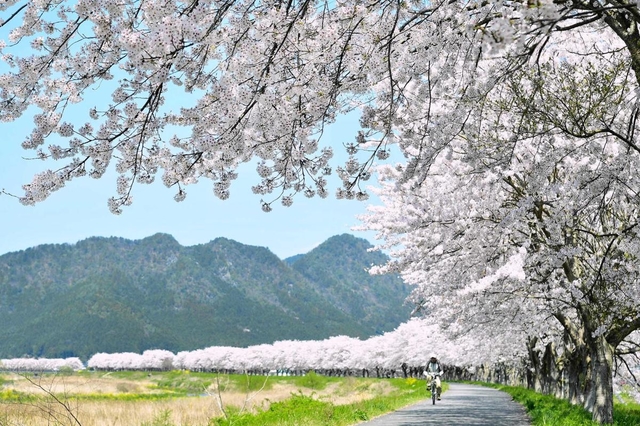 加古川沿いを彩るソメイヨシノの並木＝丹波市氷上町浅敷