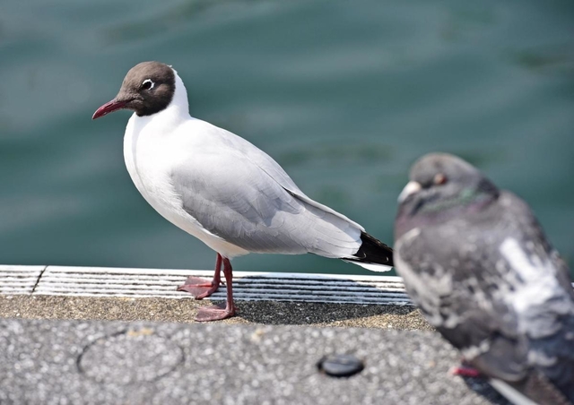 神戸港で見つけたユリカモメ。夏羽に変わり、黒い目出し帽をかぶったような姿に＝神戸市中央区波止場町