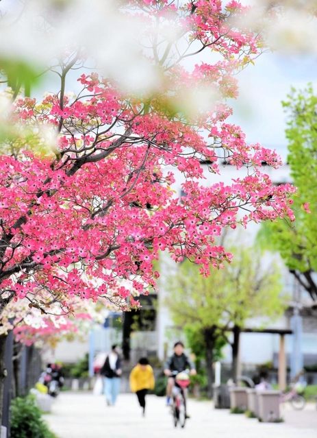 散歩などをする人々の頭上で花盛りのハナミズキ＝神戸市灘区