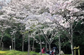 見ごろとなった桜の下でくつろぐ人たち＝神戸市須磨区緑台、神戸総合運動公園