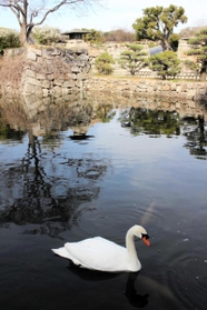 明石公園の堀で優雅に泳ぐコブハクチョウのオス。最後の１羽になるかもしれない＝明石市明石公園