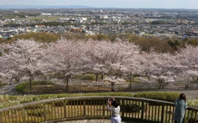 加東市街地を背景に咲き誇るソメイヨシノの並木＝加東市光明寺、県立播磨中央公園展望台