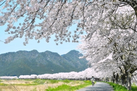 加古川沿いを彩るソメイヨシノの並木＝丹波市氷上町桟敷