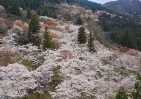 山の斜面を彩るヤマザクラやソメイヨシノ＝朝来市和田山町竹田（小型無人機で撮影）