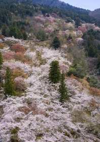 山の斜面を彩るヤマザクラやソメイヨシノ＝朝来市和田山町竹田（小型無人機で撮影）