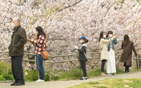 マスク姿で一定の距離を保ちながら桜を楽しむ人たち＝１１日午後、神戸市中央区、生田川公園（撮影・後藤亮平）