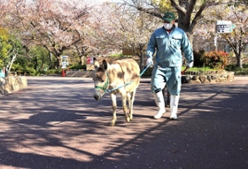 来園者がいない静かな園内を散歩するロバと飼育員＝１４日午後、神戸市灘区王子町３