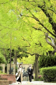 さわやかに輝く木々の新緑＝２１日午前、神戸市中央区加納町６、東遊園地