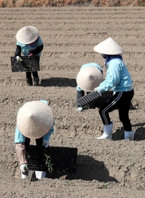 畑で円すい形の編みがさ「ノンラー」をかぶるベトナムの技能実習生の女性ら＝神戸市西区岩岡町