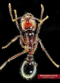 強い毒を持つ南米原産の特定外来生物「ヒアリ」（橋本佳明主任研究員提供）