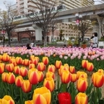 満開となった色とりどりのチューリップ＝神戸市東灘区向洋町中７