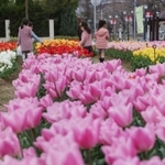 満開となった色とりどりのチューリップ＝神戸市東灘区向洋町中７