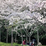 見ごろとなった桜の下でくつろぐ人たち＝神戸市須磨区緑台、神戸総合運動公園