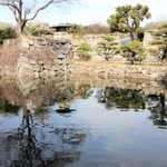 明石公園の堀で優雅に泳ぐコブハクチョウのオス。最後の１羽になるかもしれない＝明石市明石公園