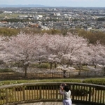 加東市街地を背景に咲き誇るソメイヨシノの並木＝加東市光明寺、県立播磨中央公園展望台