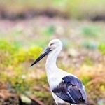 中国・浙江省で確認された鳥取市生まれのコウノトリ（阮善青さん提供）