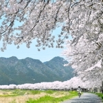 加古川沿いを彩るソメイヨシノの並木＝丹波市氷上町浅敷