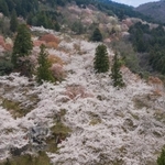 山の斜面を彩るヤマザクラやソメイヨシノ＝朝来市和田山町竹田（小型無人機で撮影）