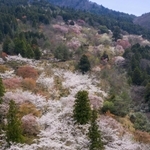 山の斜面を彩るヤマザクラやソメイヨシノ＝朝来市和田山町竹田（小型無人機で撮影）