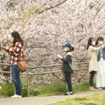 マスク姿で一定の距離を保ちながら桜を楽しむ人たち＝１１日午後、神戸市中央区、生田川公園（撮影・後藤亮平）