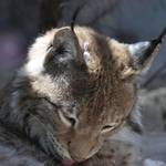頭の上に桜の花びらが２つ乗せたまま毛づくろいをするシベリアオオヤマネコ＝１４日午後、神戸市灘区王子町３