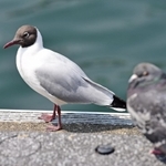 神戸港で見つけたユリカモメ。夏羽に変わり、黒い目出し帽をかぶったような姿に＝神戸市中央区波止場町