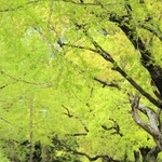 さわやかに輝く木々の新緑＝２１日午前、神戸市中央区加納町６、東遊園地