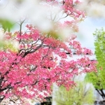 散歩などをする人々の頭上で花盛りのハナミズキ＝神戸市灘区