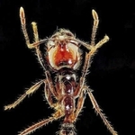 強い毒を持つ南米原産の特定外来生物「ヒアリ」（橋本佳明主任研究員提供）