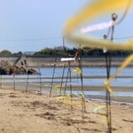 潮干狩り休止に伴ってテープが張られた浜辺＝たつの市御津町黒崎