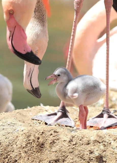愛らしい様子を見せるフラミンゴのひな＝神戸市灘区王子町３、神戸市立王子動物園