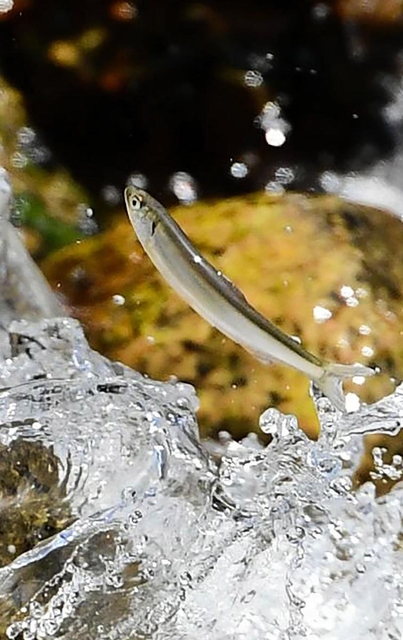 落差のあるせきで、水流に逆らいながら上流を目指す稚アユ＝神戸市東灘区の住吉川