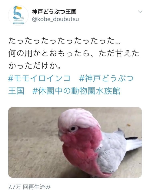 神戸どうぶつ王国の公式ツイッターが５月８日に投稿したモモイロインコの動画