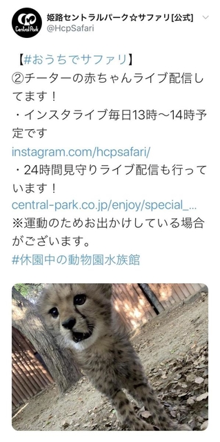 姫路セントラルパークの公式ツイッターが５月１０日に投稿したチーターの赤ちゃんの写真