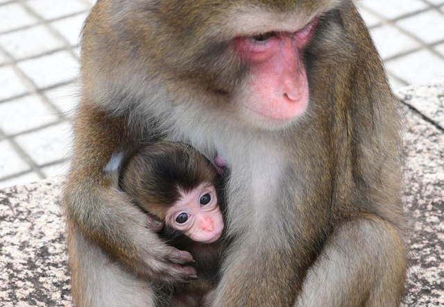 新型コロナウイルスの影響で休業が続く「神戸モンキーズ劇場」で５月１日に生まれた「きなこ」の赤ちゃん＝神戸市北区大沢町上大沢、フルーツフラワーパーク