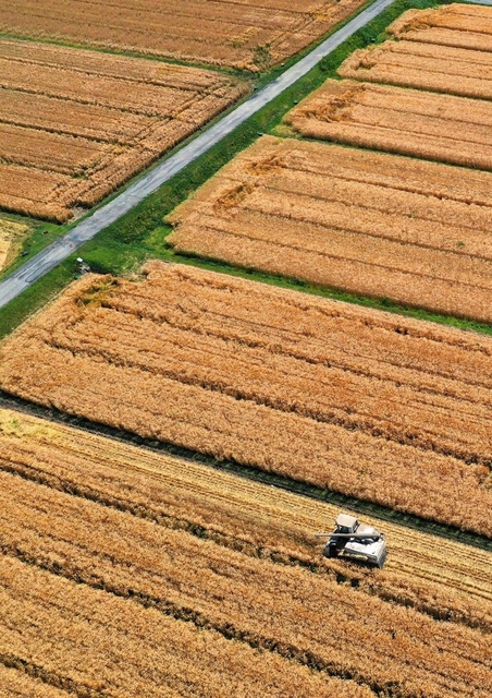 黄金色に輝く大麦畑。コンバインで収穫が進む＝兵庫県稲美町加古（小型無人機で撮影）