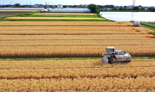 黄金色に輝く大麦畑。コンバインで収穫が進む＝兵庫県稲美町加古（小型無人機で撮影）