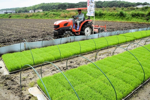 ６月上旬の田植えに向けて作業をする農家。青々とした山田錦の苗が準備されている＝小野市住吉町