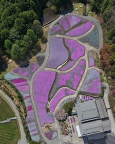 高度約１４０メートルから眺めると、ピンク色のじゅうたんを敷き詰めたような光景が広がっていた＝三田市永沢寺