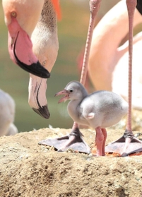 愛らしい様子を見せるフラミンゴのひな＝神戸市灘区王子町３、神戸市立王子動物園