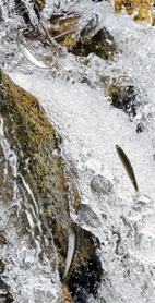 落差のあるせきで、水流に逆らいながら上流を目指す稚アユ＝神戸市東灘区の住吉川