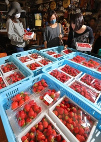 イチゴ狩り客が激減している神戸・大沢地区から岡本商店街の有志が大量に買い取り、注文客に引き取られるイチゴ＝神戸市東灘区岡本１（撮影・吉田敦史）