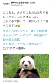 王子動物園の公式ツイッターが５月１０日に投稿したパンダの動画