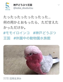 神戸どうぶつ王国の公式ツイッターが５月８日に投稿したモモイロインコの動画