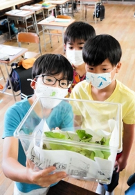 クラスで飼育する虫を観察する児童たち＝１８日午前、尼崎市下坂部１、尼崎市立下坂部小学校