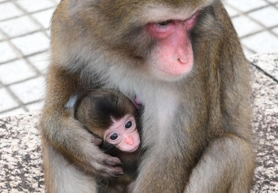 新型コロナウイルスの影響で休業が続く「神戸モンキーズ劇場」で５月１日に生まれた「きなこ」の赤ちゃん＝神戸市北区大沢町上大沢、フルーツフラワーパーク