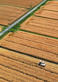 黄金色に輝く大麦畑。コンバインで収穫が進む＝兵庫県稲美町加古（小型無人機で撮影）